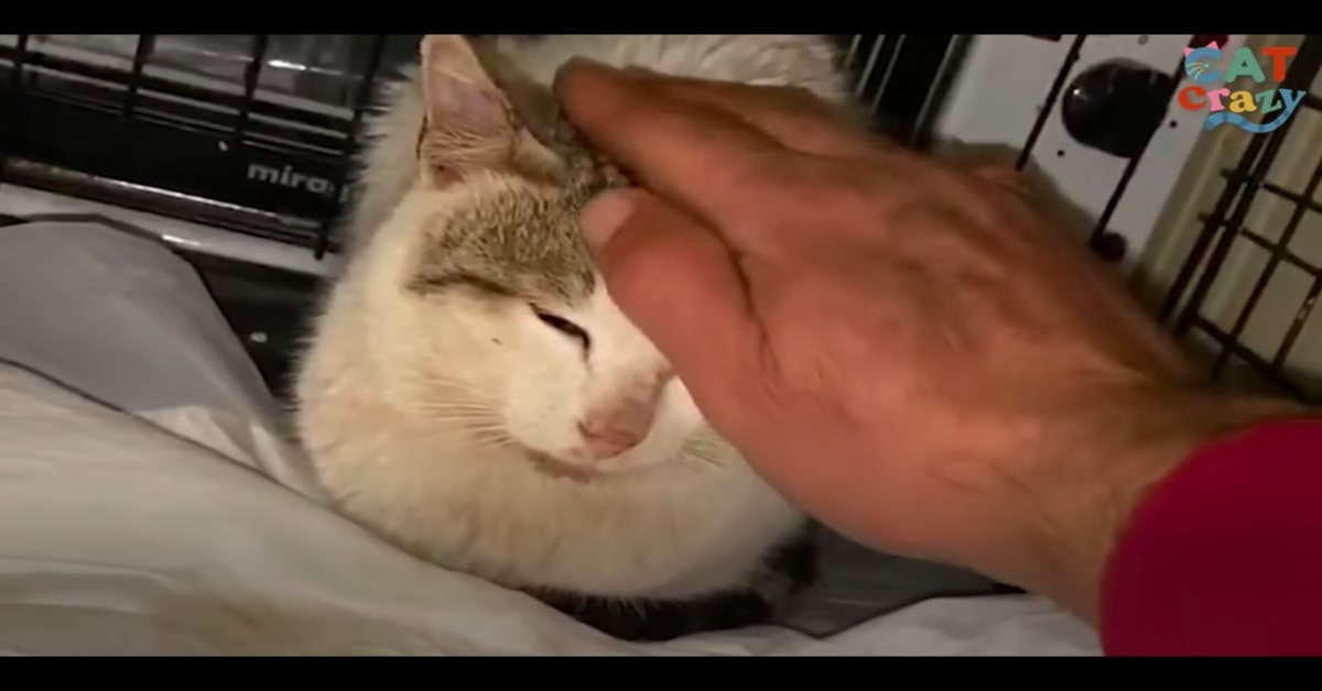 Un gattino randagio non vuole separarsi dall’uomo che lo ha salvato quando era in pericolo (VIDEO)
