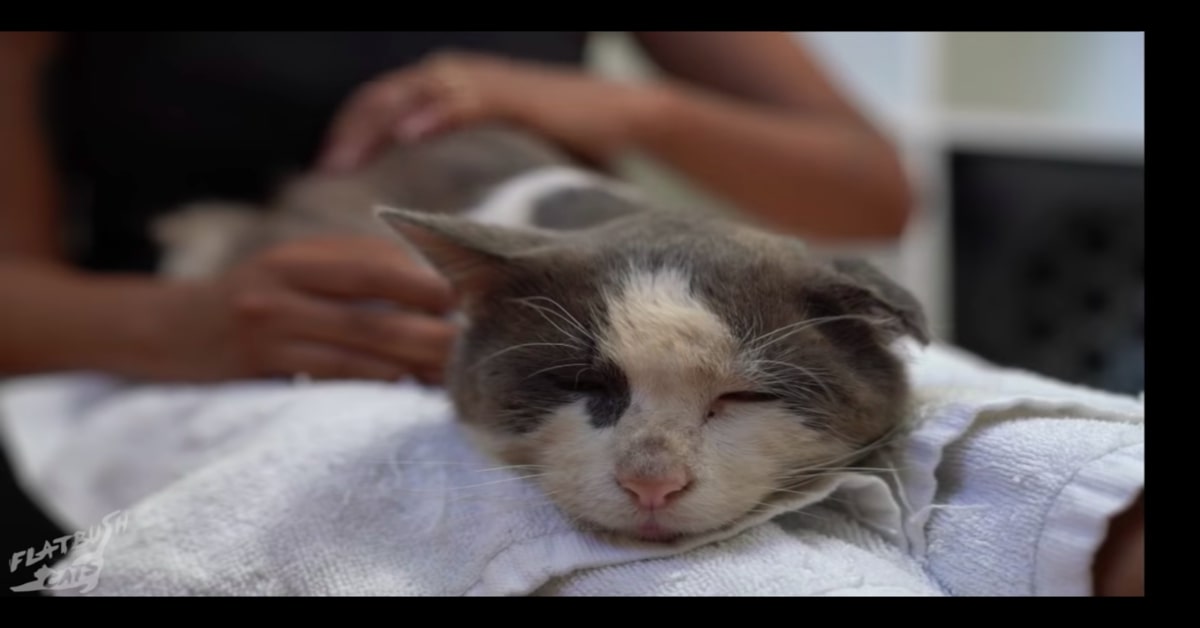 Il grande cambiamento di un gattino randagio dopo essere stato adottato (VIDEO)