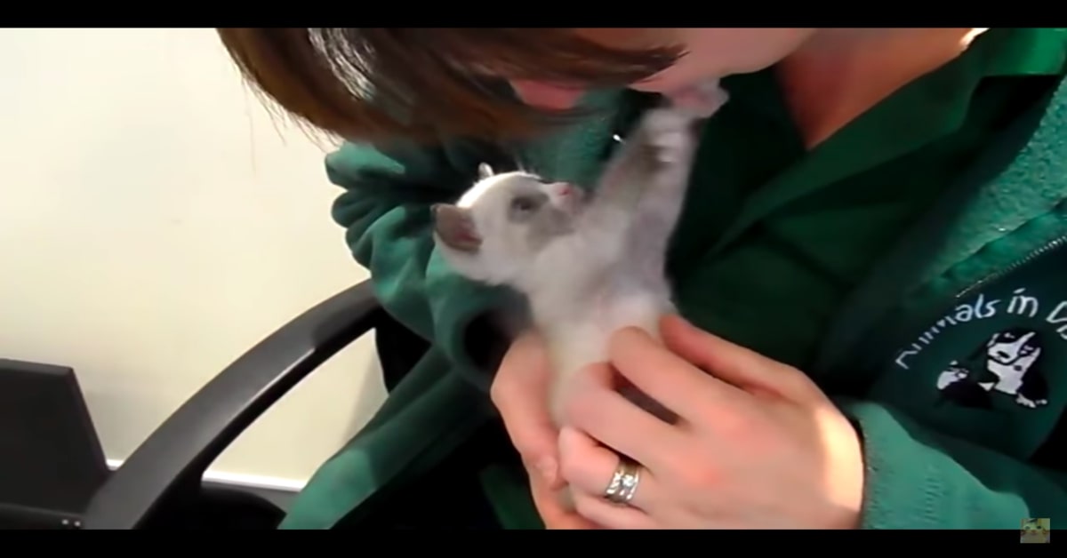 Una donna salva un gattino abbandonato che la ringrazia con baci e abbracci (VIDEO)