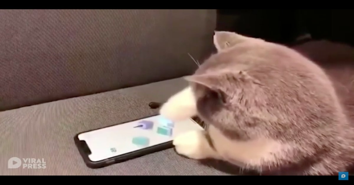 Un gattino ruba il cellulare del padrone dimostrando la sua abilità con i videogiochi (VIDEO)