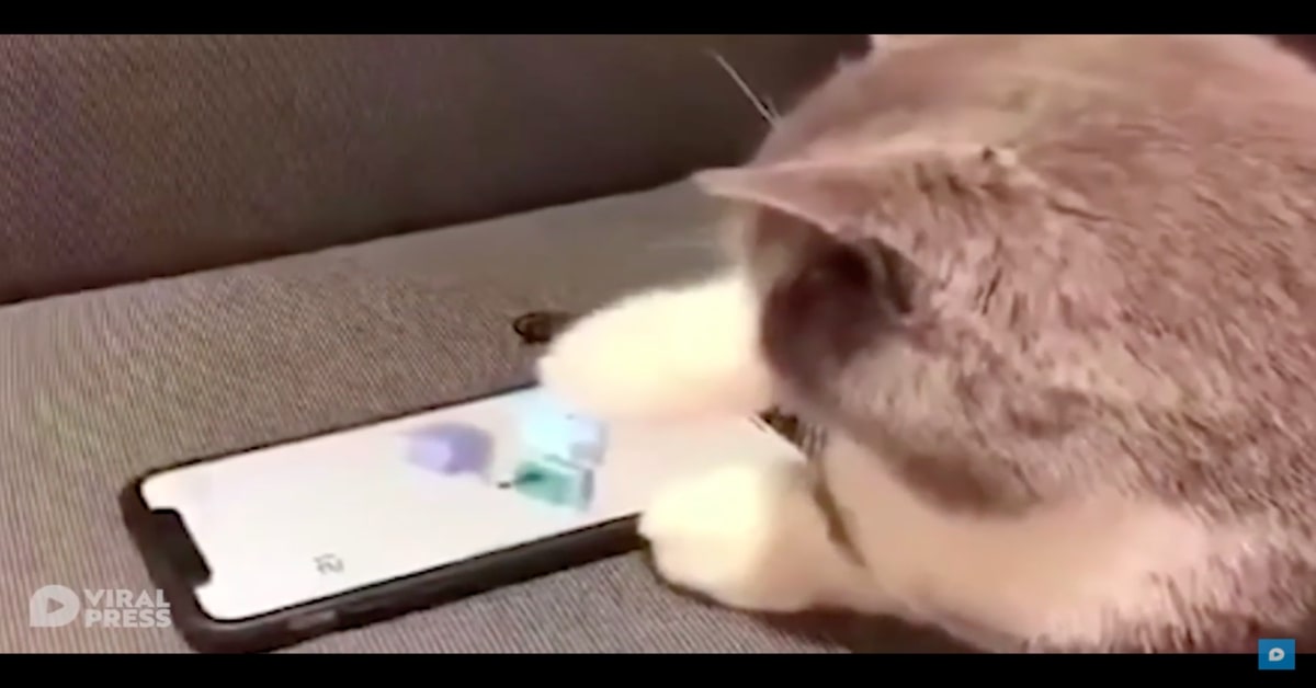 gatto impegnato con i videogiochi