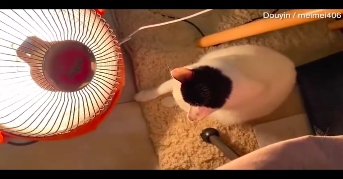 Mei Mei, il gattino che ama stare davanti alla stufetta elettrica (VIDEO)