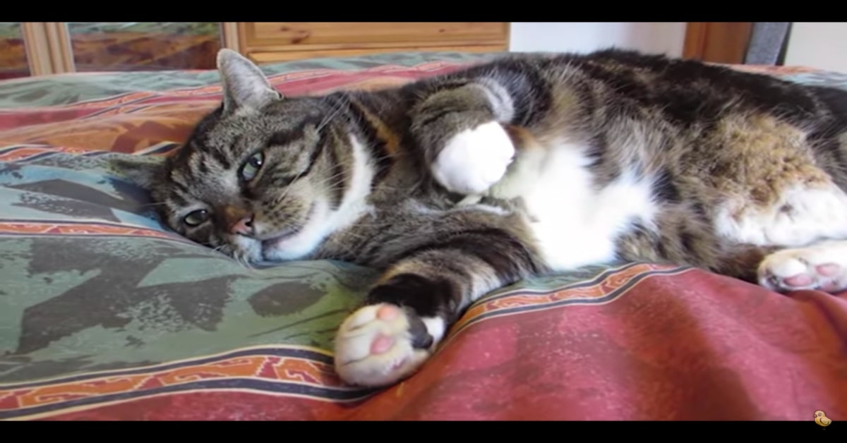 Un gattino abbraccia un pulcino: pazzesco, sono amici inseparabili (VIDEO)