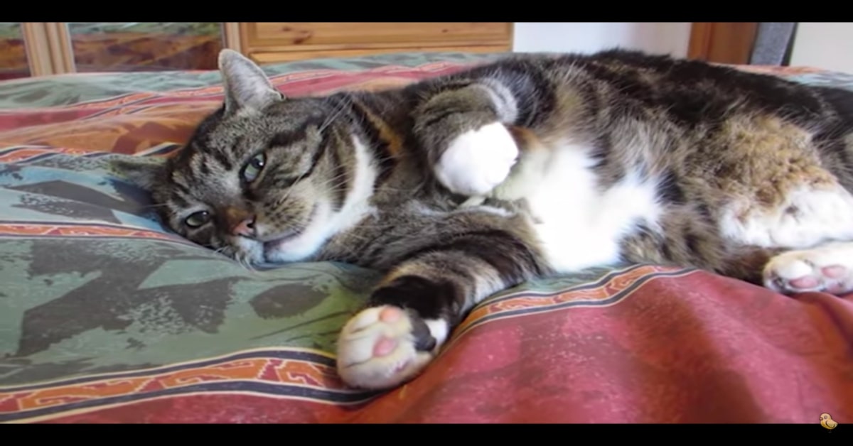 Un gattino abbraccia un pulcino: pazzesco, sono amici inseparabili (VIDEO)