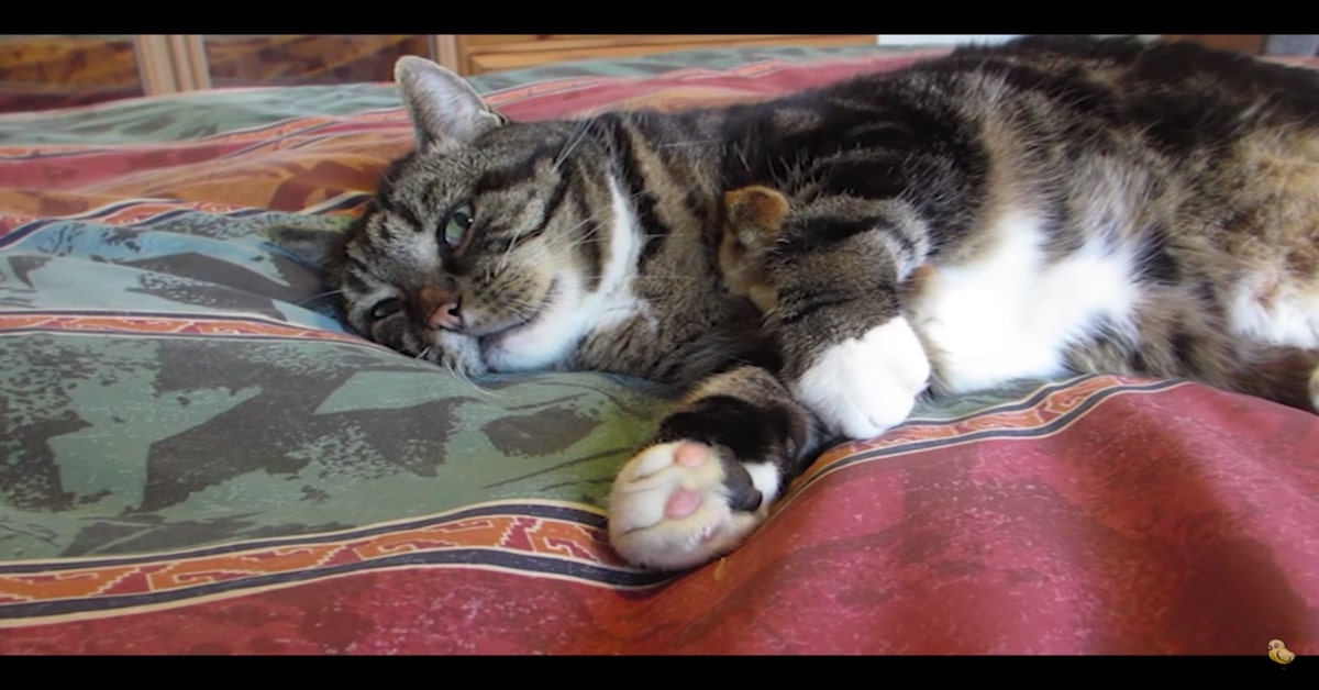 gatto abbraccia un pulcino. I due sono amici