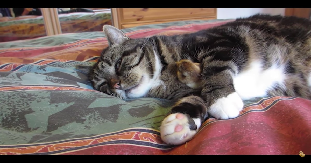 gatto e pulcino migliori amici