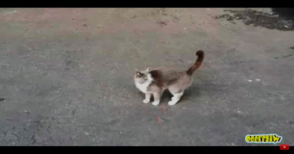 gatto uscito dal container