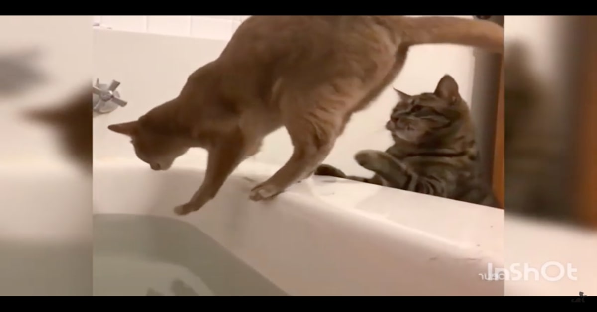 Un gattino è vittima di un dispetto di un suo perfido simile (VIDEO)