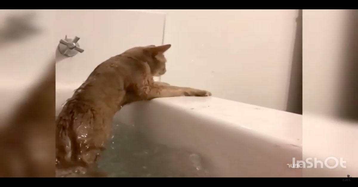 gatto esce dalla vasca