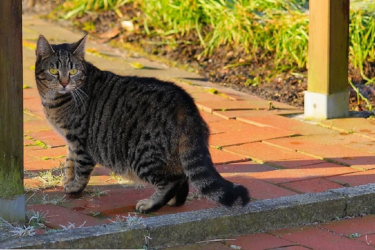 gatto in giardino