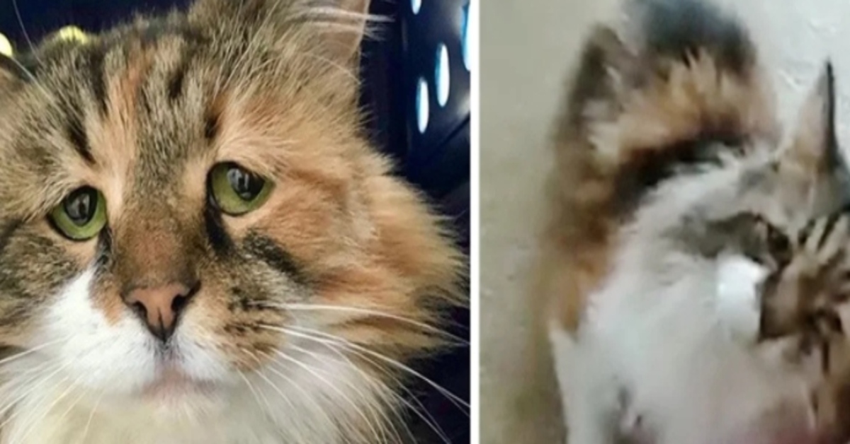 Simba, il triste gattino Tortie ha finalmente trovato una famiglia (VIDEO)