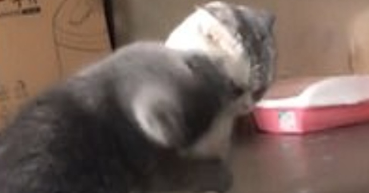 Steamed Bun gattino Scottish Fold video