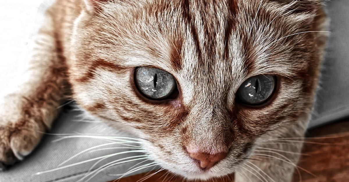 Svelato il motivo di questo particolare simbolo sulla testa dei gatti tigrati: ecco cosa significa