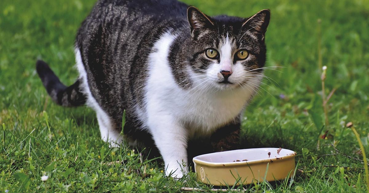 Svelato perché il gatto è così schizzinoso con il cibo: i motivi sono sorprendenti