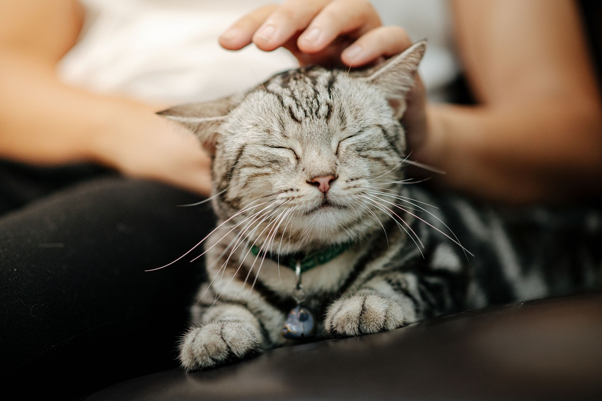 Sviluppare una buona relazione con il gatto: come fare per piacere a Micio