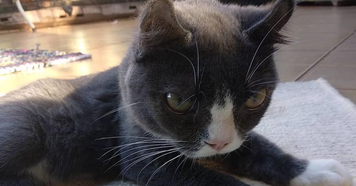 Tommy, il gattino nato con molti problemi di salute che ha trovato finalmente la felicità (video)