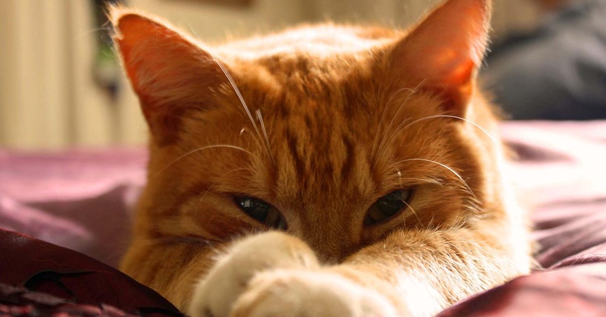 Una dolce gattina decide di diventare la madre adottiva di alcuni coniglietti appena nati (video)