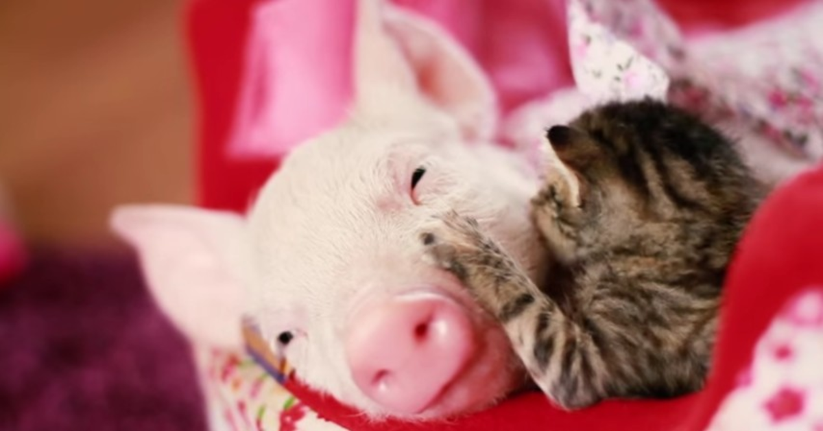 Un gattino viene scoperto dalla sua padrona in una tenera scena con dei maialini  (VIDEO)