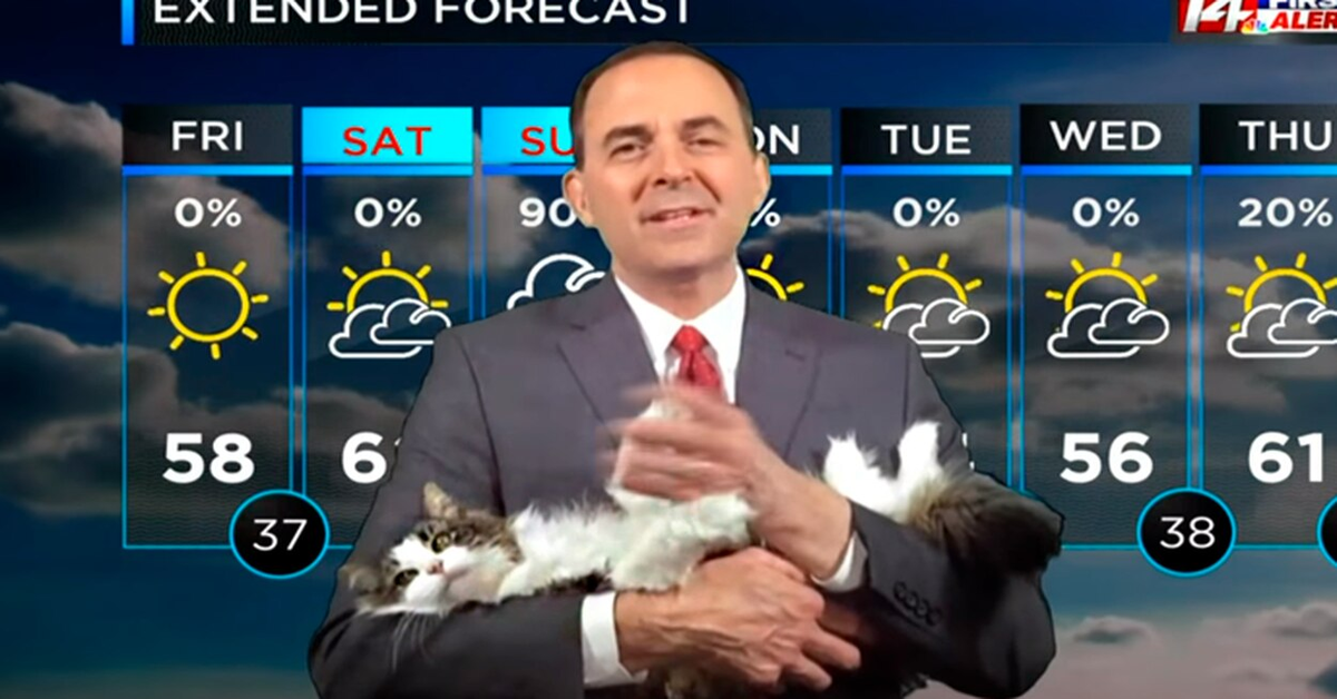 Metereologo fa impazzire il pubblico apparendo durante la trasmissione live in compagnia della sua gattina Betty (VIDEO)