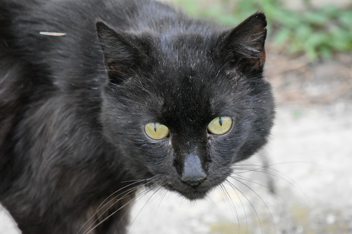 gatto nero anziano