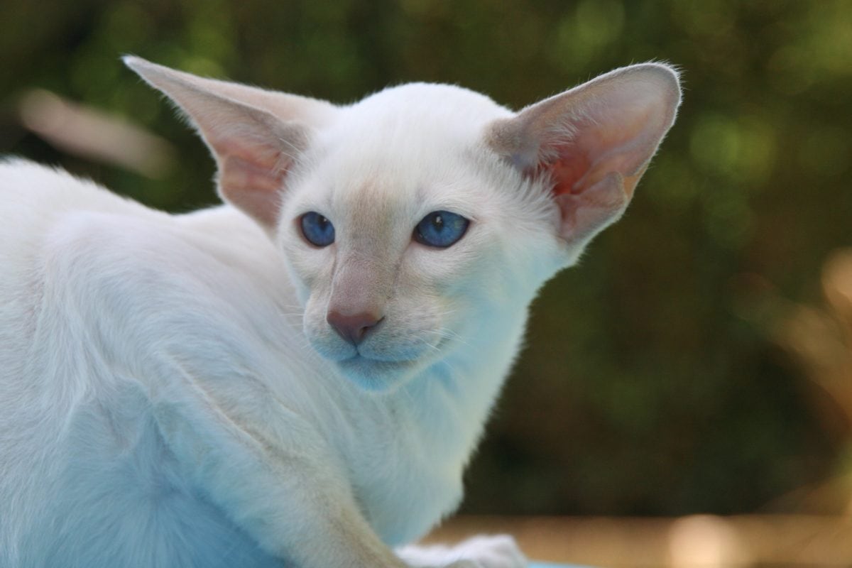 gatto bianco con le orecchie lunghe