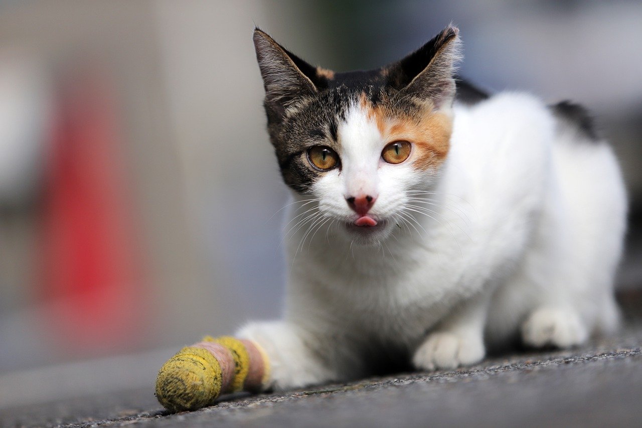 felino lingua di fuori