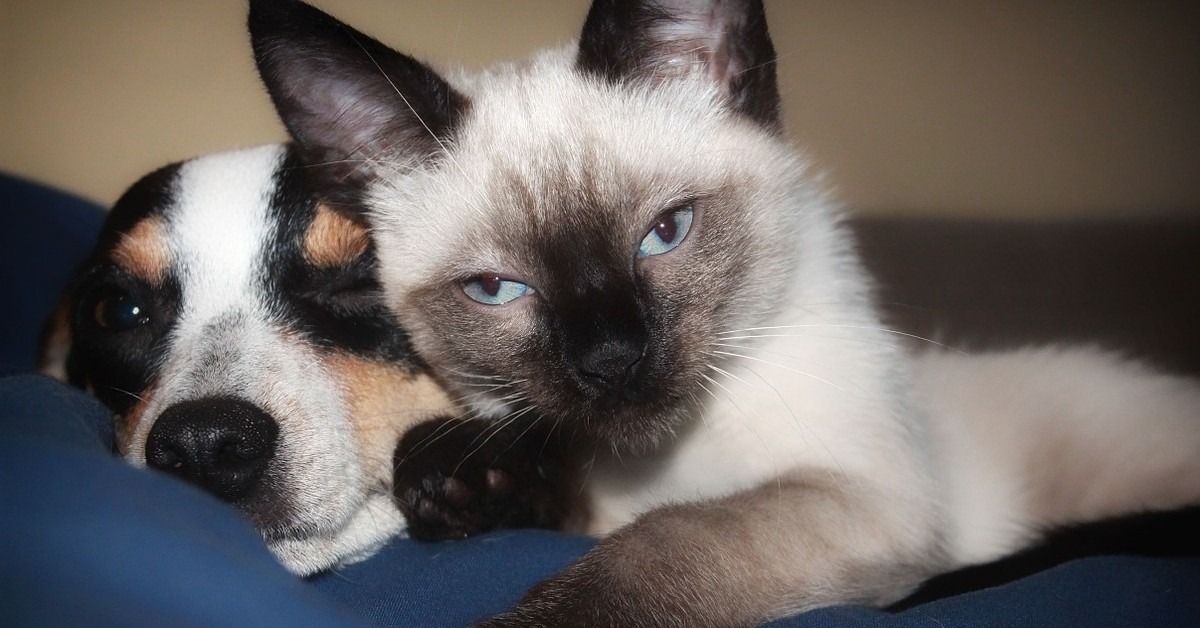 La speciale amicizia tra il gattino siamese e il labradoodle (VIDEO)