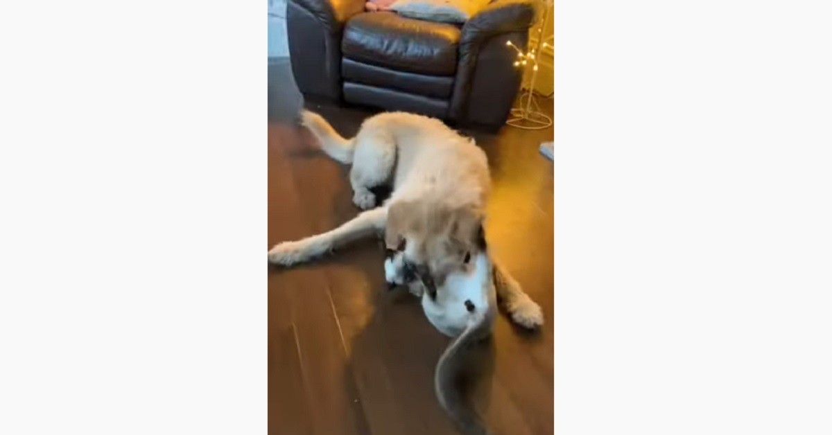 amicizia tra il gattino siamese e il labradoodle