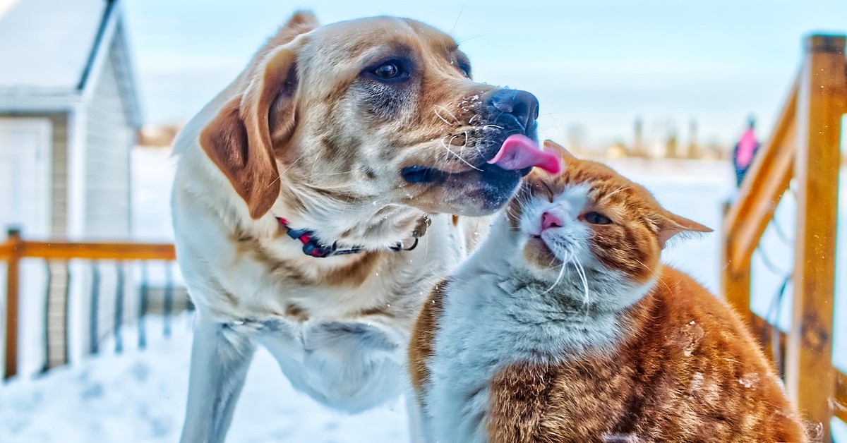 amicizia tra il gattino siamese e il labradoodle