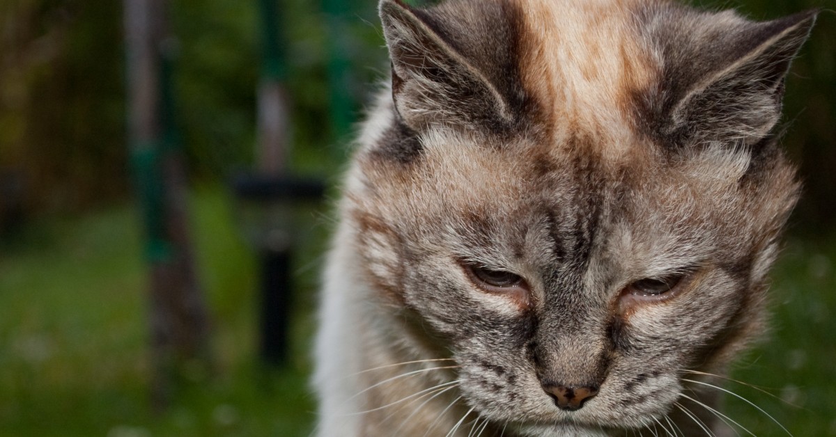 Astenia cutanea felina: che cos’è, cause, sintomi e cure