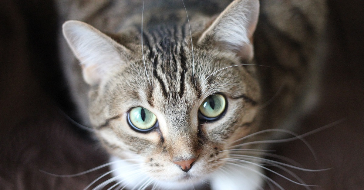 Attenzione a questi sguardi del gatto: possono dirci più di quanto possiamo immaginare