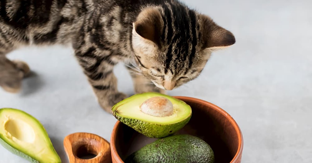 Avvelenamento da avocado nel gatto: i sintomi e come intervenire immediatamente