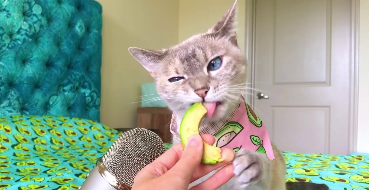 gatto che assaggia un pezzo di avocado