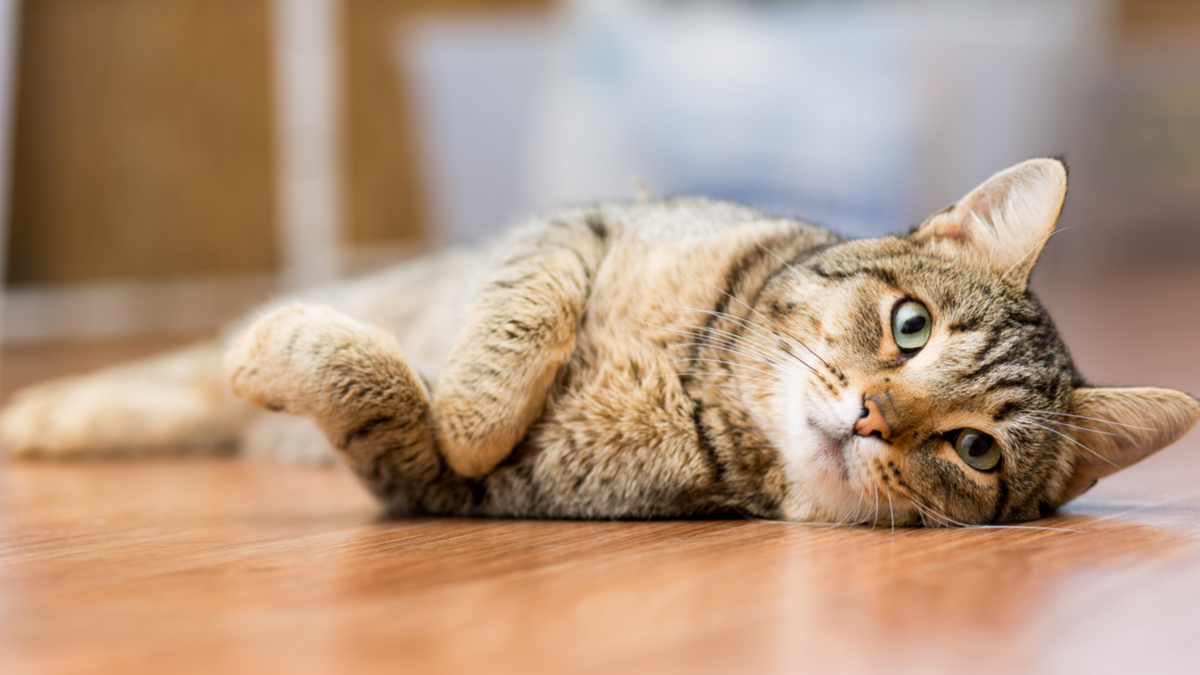 gatto disteso su un fianco