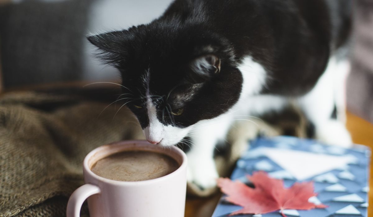 gatto che vuole assaggiare la cioccolata