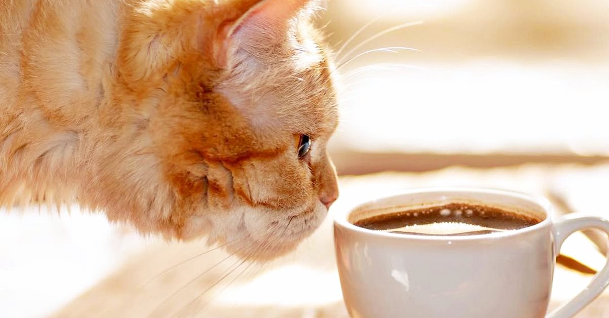 Avvelenamento da caffeina nel gatto: i sintomi e come intervenire immediatamente