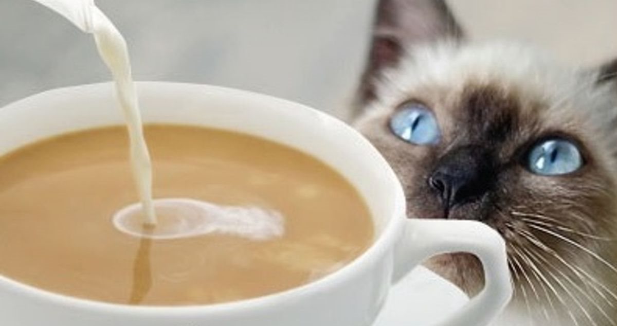 gatto con gli occhi celesti che vuole assaggiare il caffè