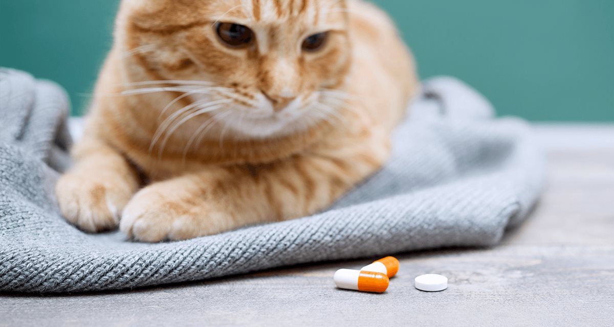 medicine per il gatto