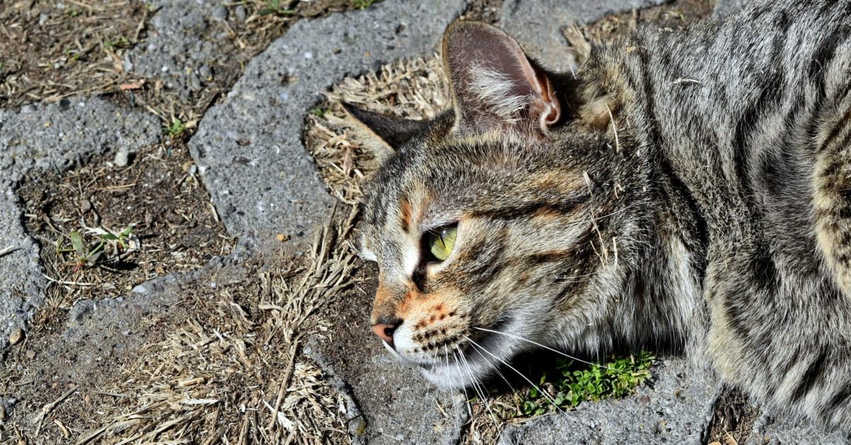Avvelenamento da mercurio nel gatto: i sintomi e come intervenire immediatamente