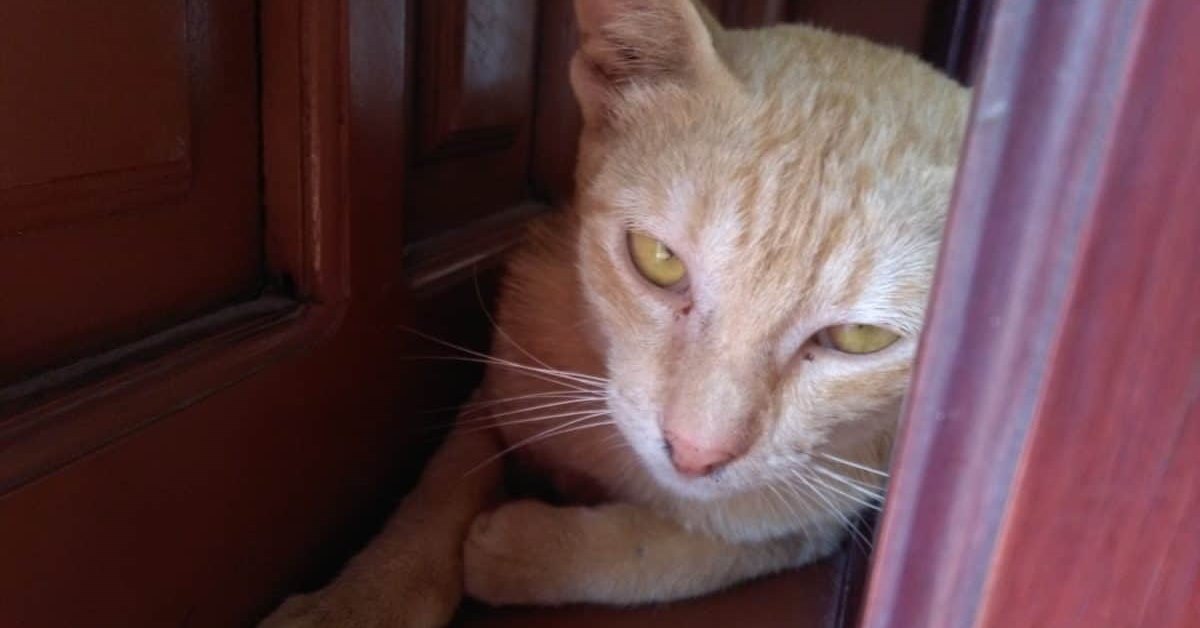 Avvelenamento da naftalina nel gatto: i sintomi e come intervenire immediatamente