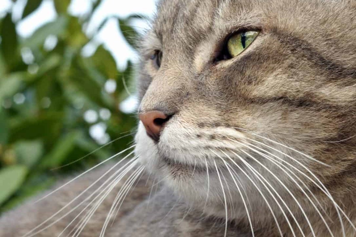 sguardo del gatto