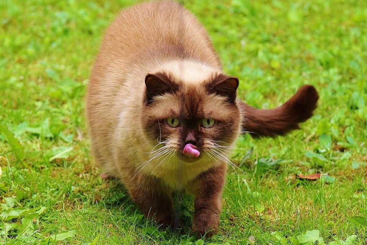 gatto con la lingua di fuori