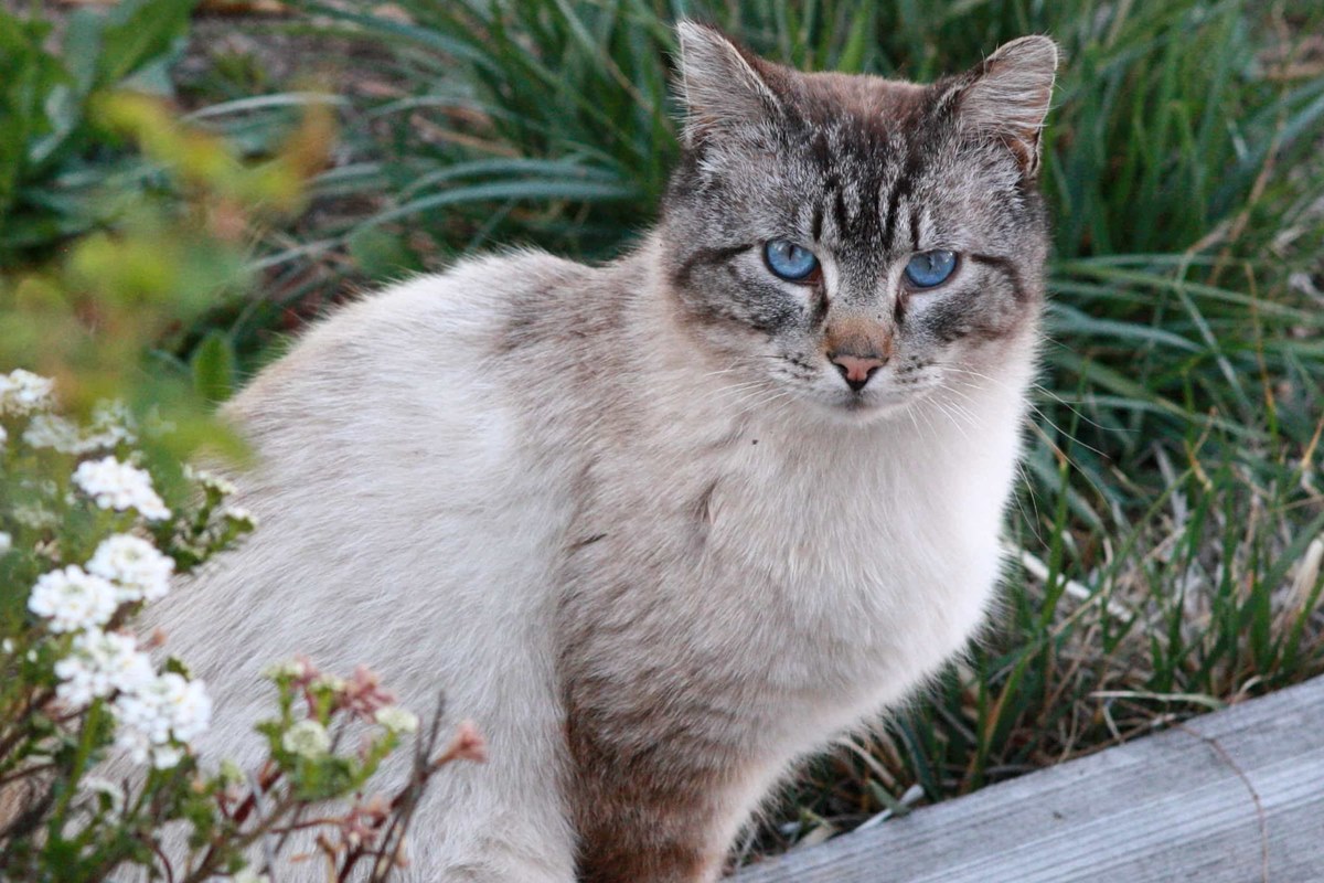 gatto in giardino