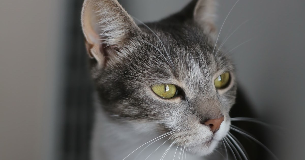 Avvelenamento da rame nel gatto: i sintomi e come intervenire immediatamente