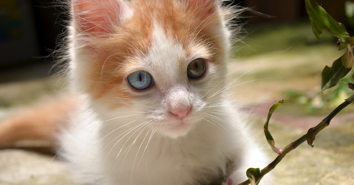 cuccioli di turco van socializzazione