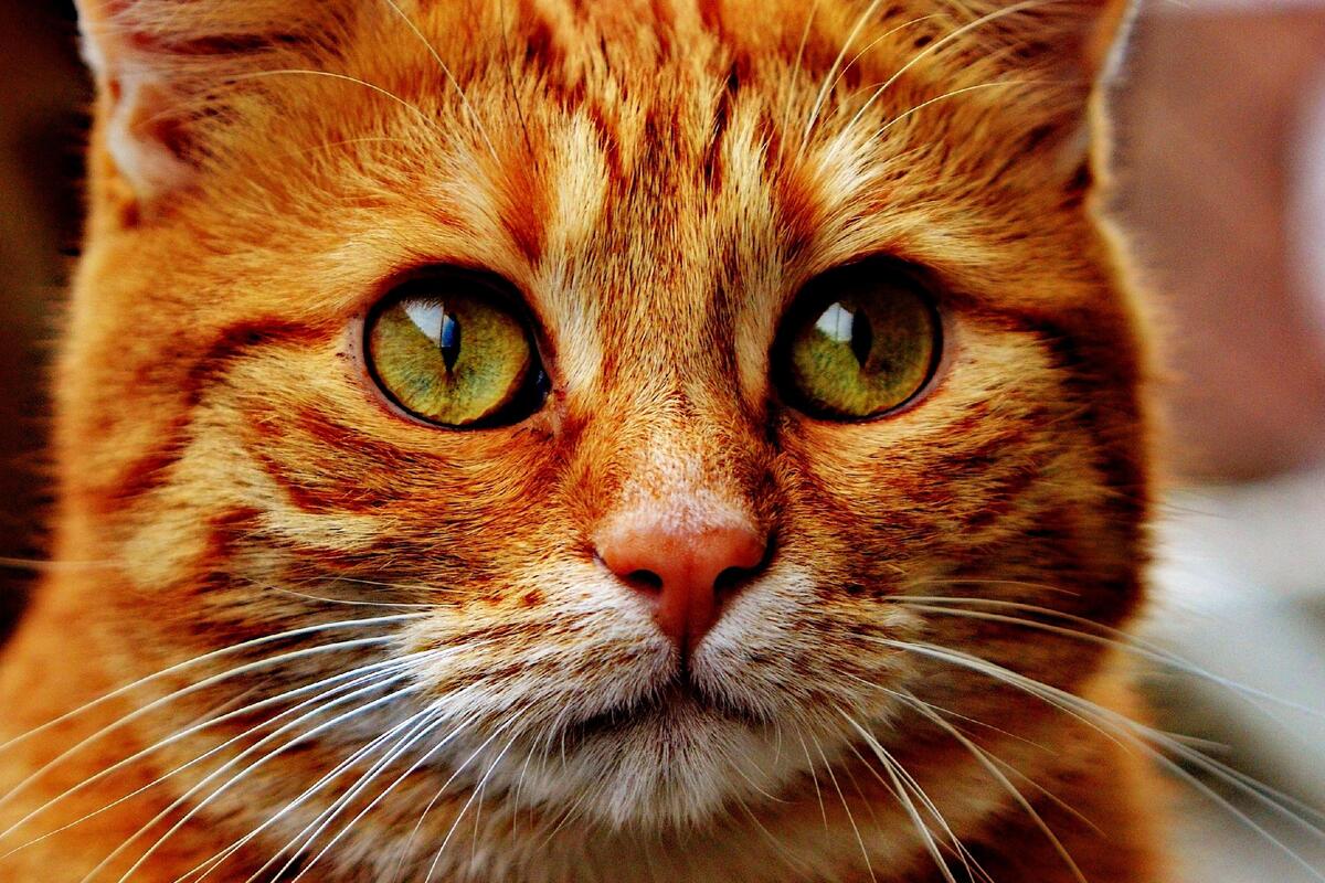 gatto arancione con occhi verdi