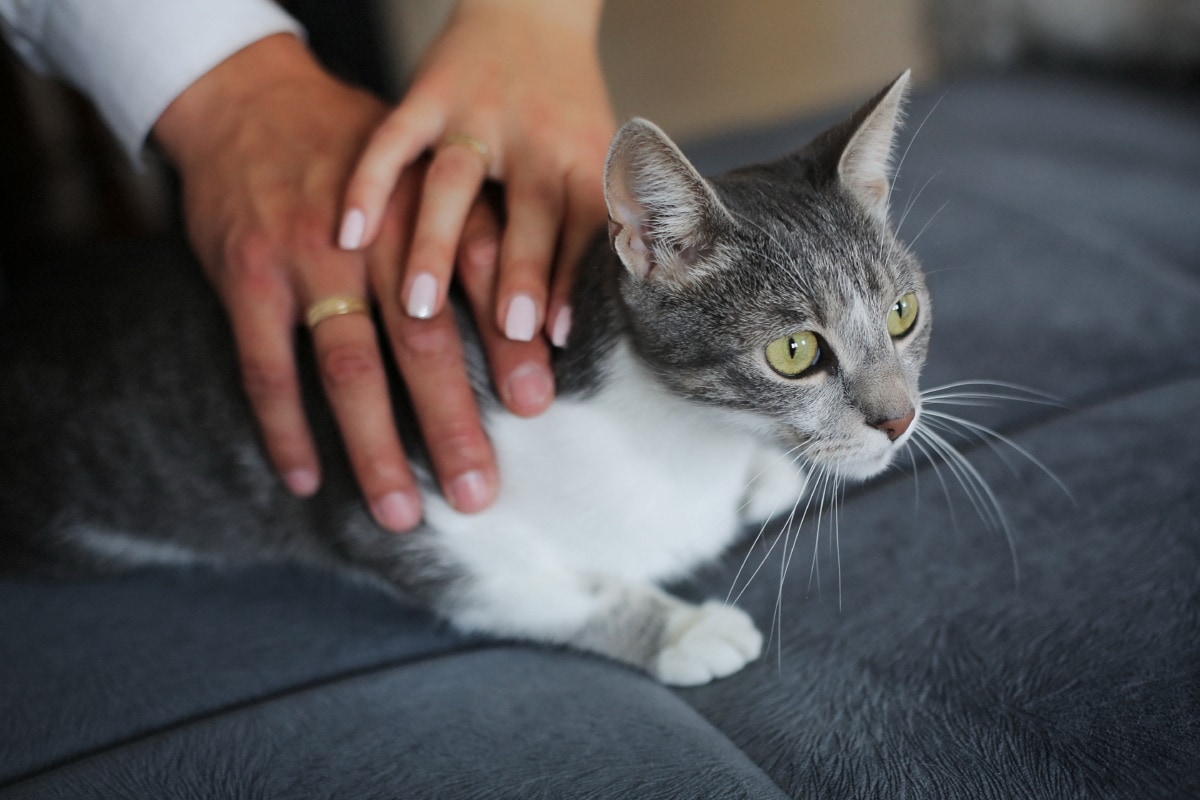 gatto grigio e bianco