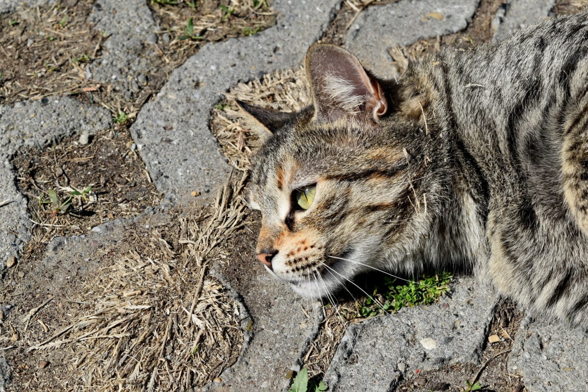 gatto sdraiato a terra