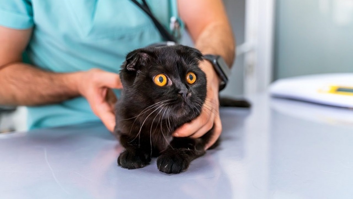 gatto nero dal veterinario