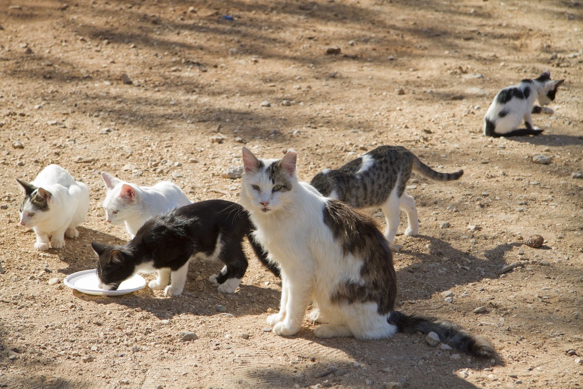 colonia di gatti randagi